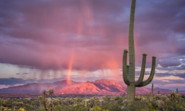 Tucson East #895